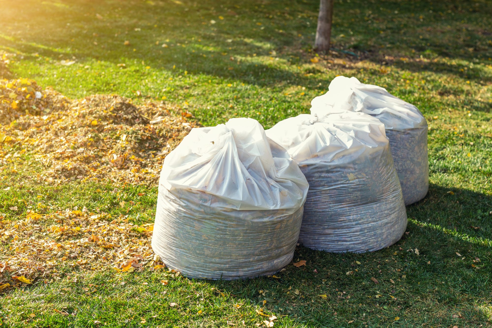 dreamstime_m_155335197 Dependable Garden & Waste Removal